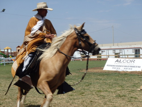 Peruvian Step Horse Show.